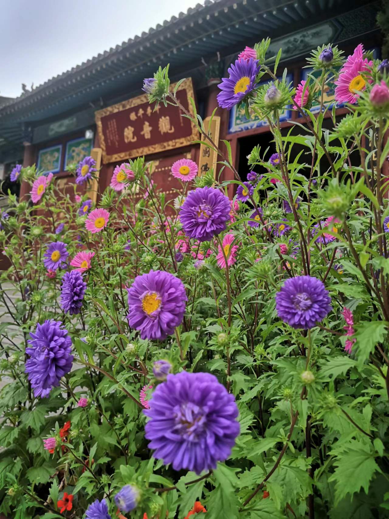 寺院巡礼